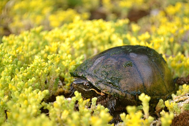 640px Stinkpot Turtle