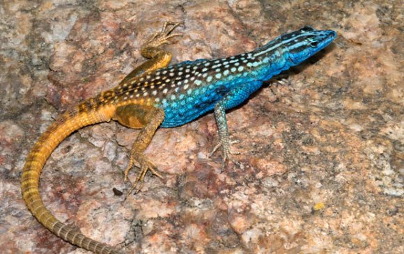 Platysaurus Attenboroughi