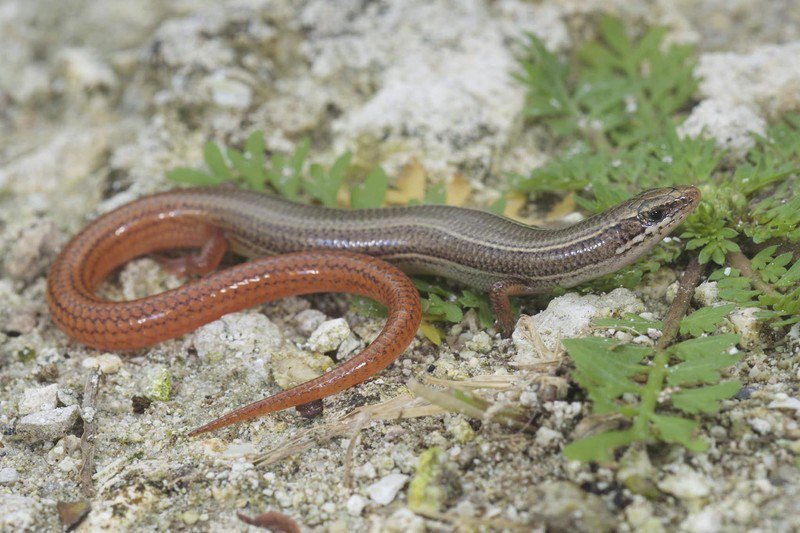 Florida Keys Moleskink