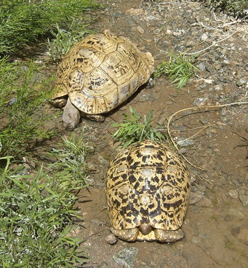 Leopard Tortoise 3