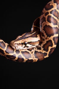 Burmese Python400