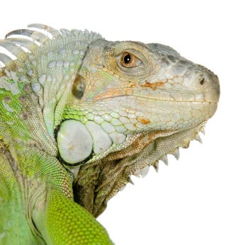 Iguana 200 Forweb