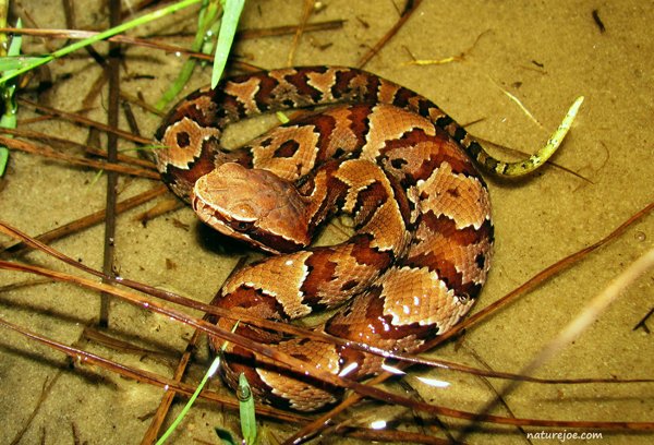 03 Juvenile Cottonmouth