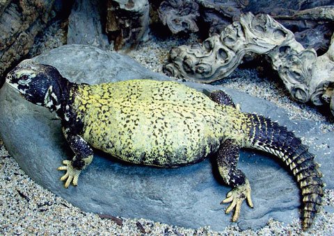 Mali Uromastyx