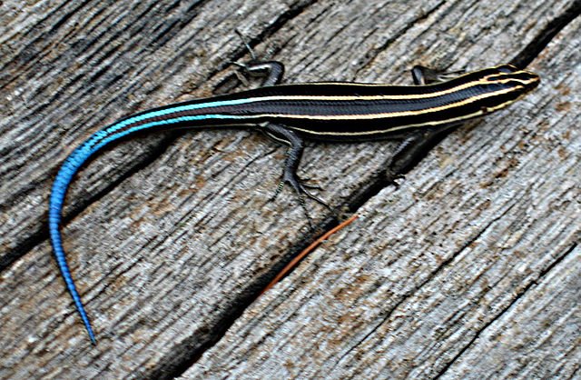 640px Fivelined Skink