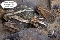 Tv Toads 200