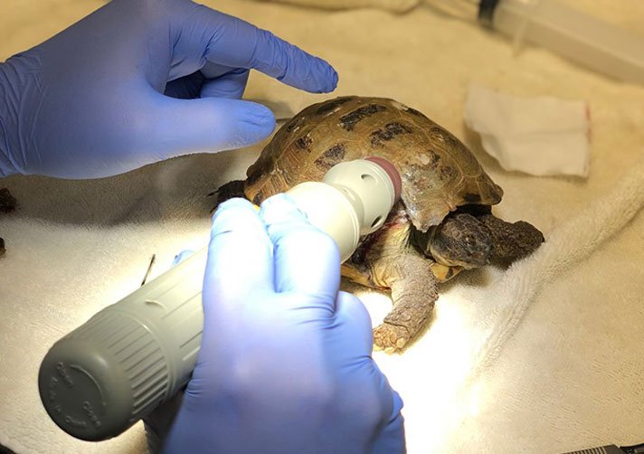 Russian Tortoise Injury