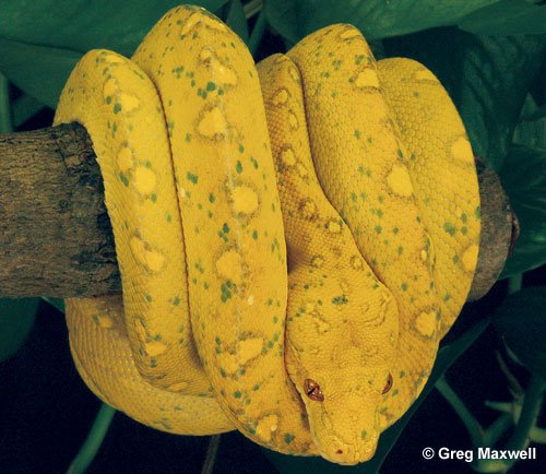 Gtp Biak 500