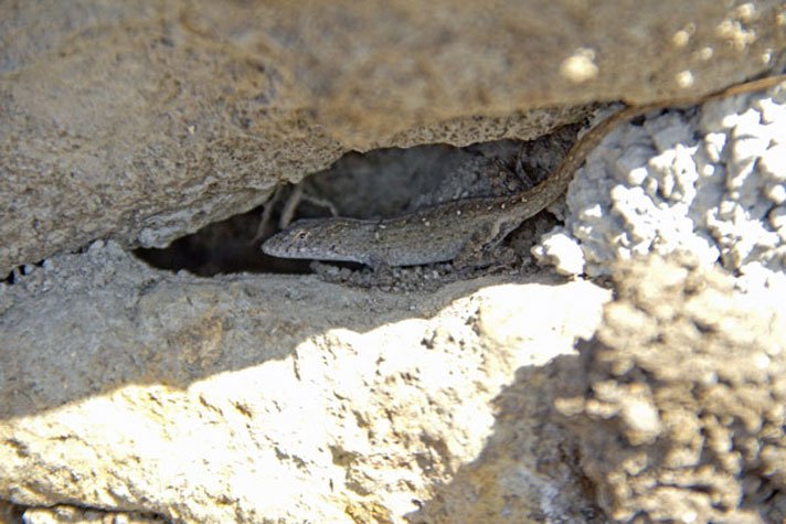 Brown Anole Under Rock712
