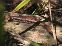 Eastern Water Skink200