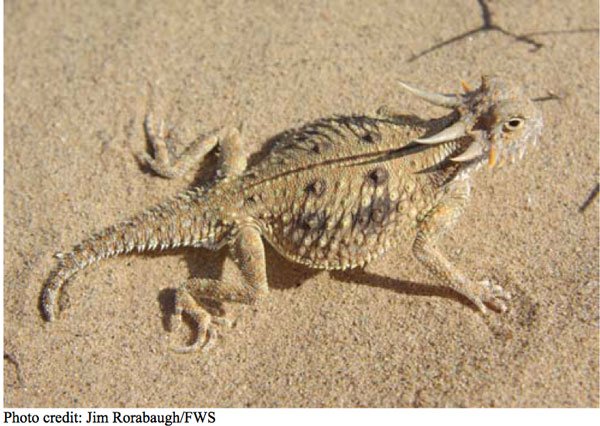 Flat Tailed Horned Lizard