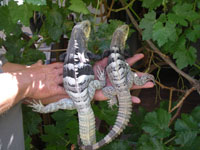 Spinytailed 0 200
