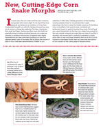 Corn Snake Morphs