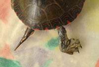 Turtle Foot Right 200