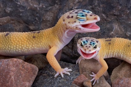 Gecko Closed Eye 200
