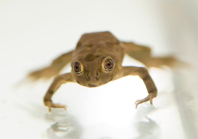 Lake Titicaca Frog