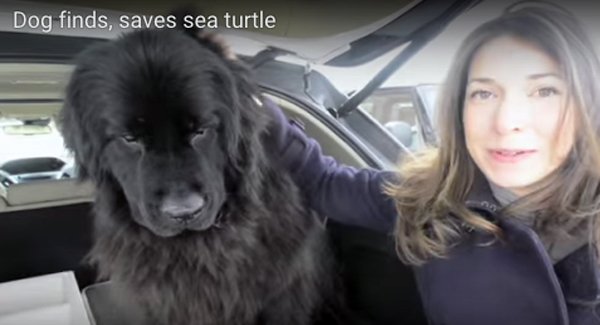 Newfie Saves Sea Turtle2