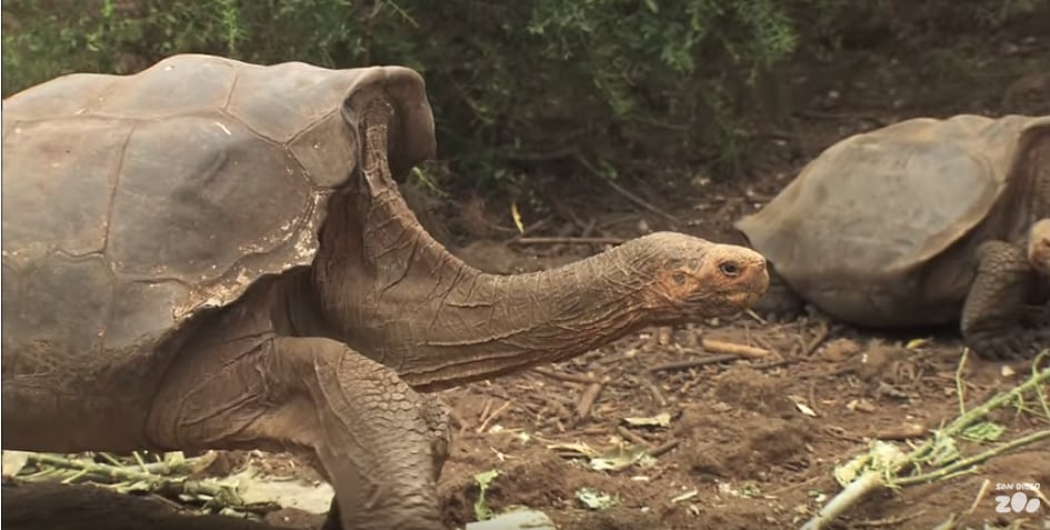 Diego Galapagos Tortoise