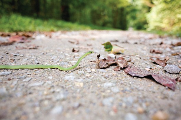 Snakeroad4