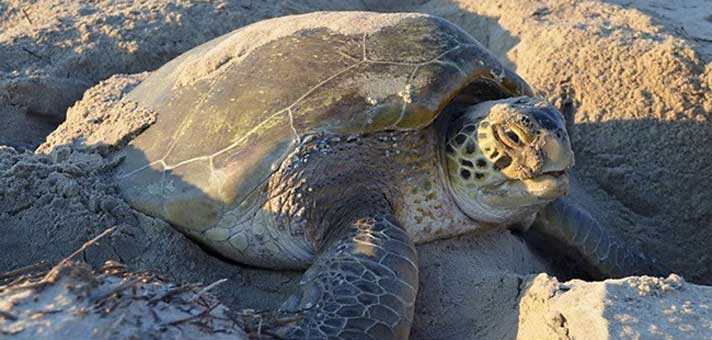 Green Sea Turtle Nesting