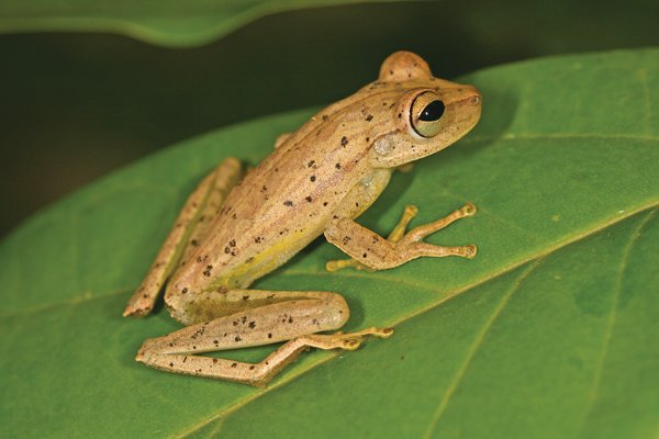 Hypsiboas Fasciatus