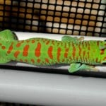 Giant Day Gecko