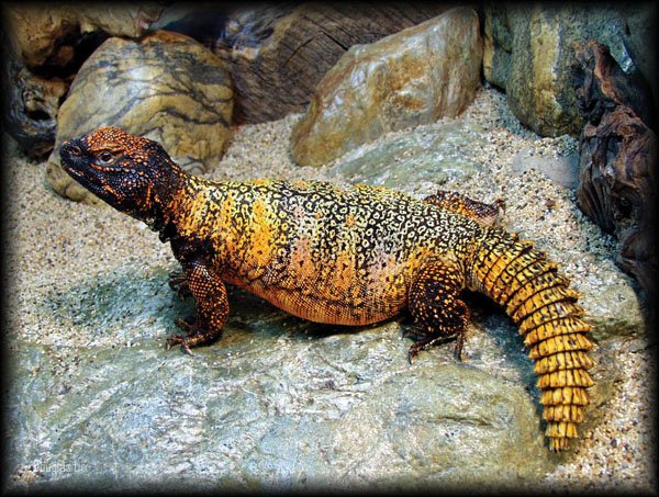 Moroccan Uromastyx1
