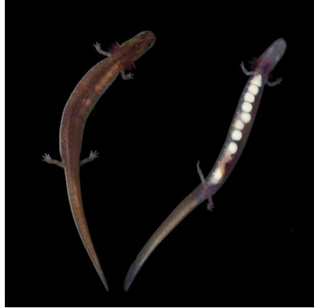Salamander Species