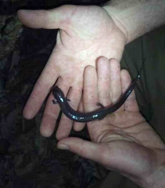 Red Hills Salamander522