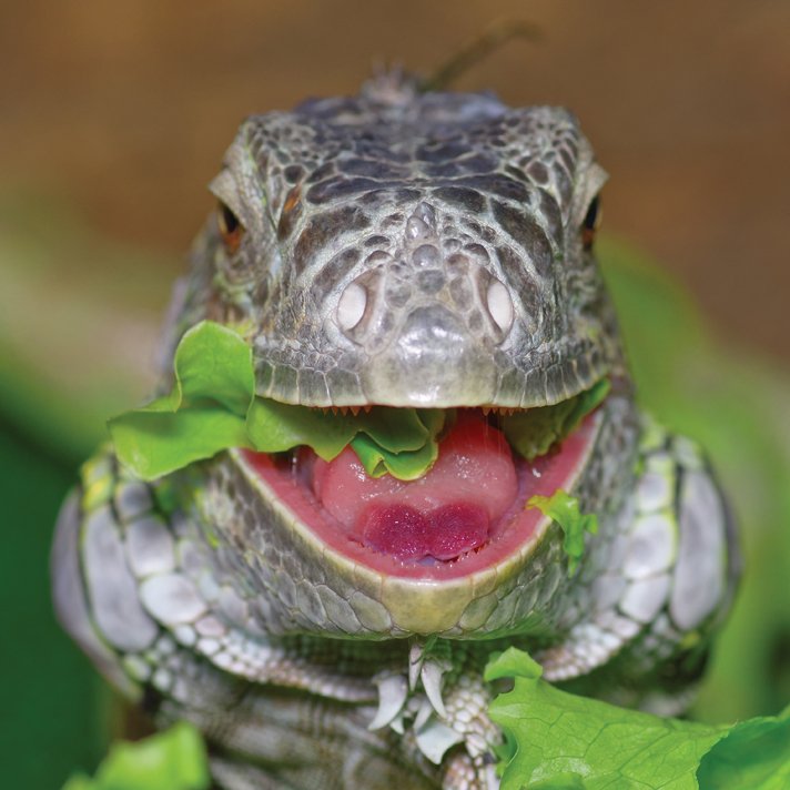 Green Iguana13