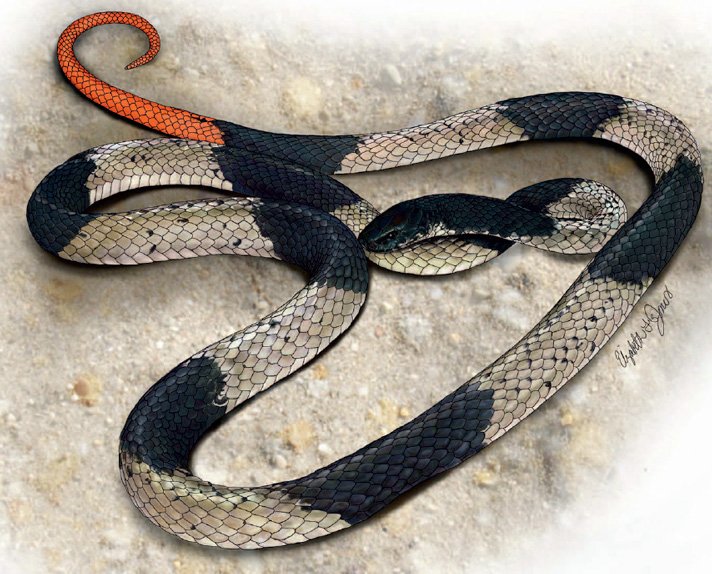 Calliophis Salitan