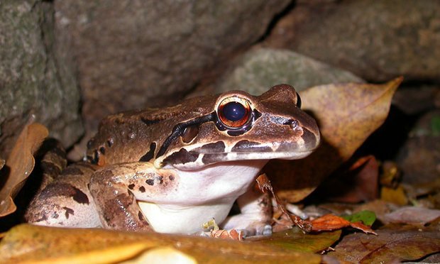 Mountain Chicken Frog