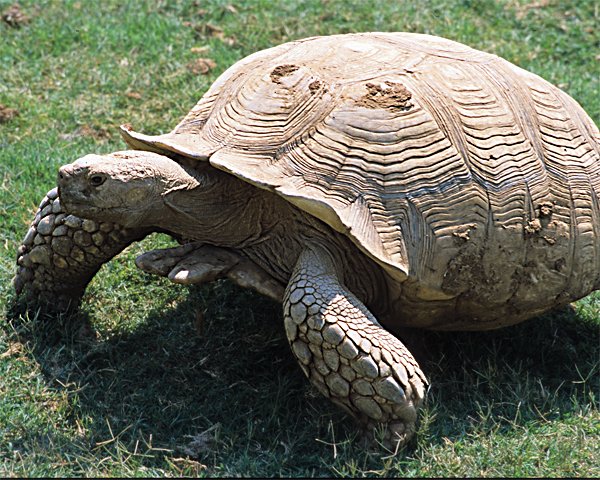 Sulcata Tortoise8