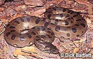 Green Anaconda