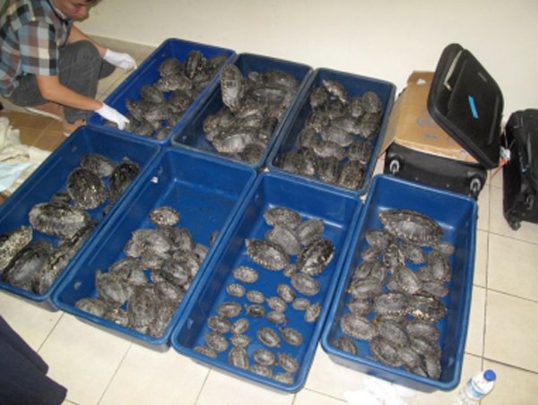 Black Pond Turtle Smuggle