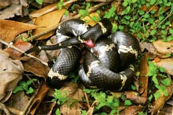 Sexing Snake