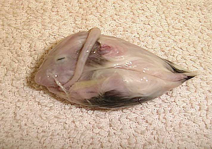 Regurgitated Mouse