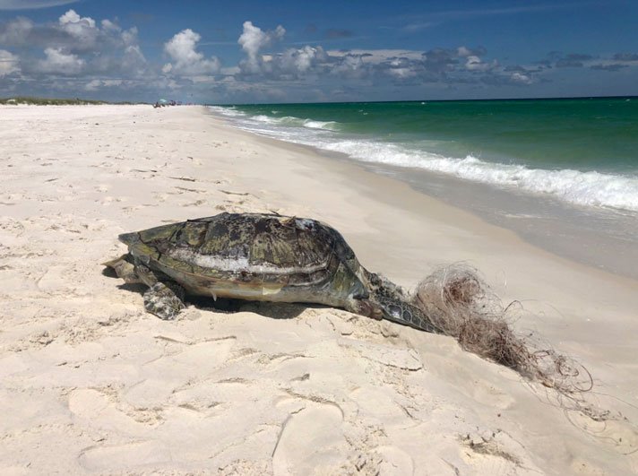 Sea Turtle Fishing Line