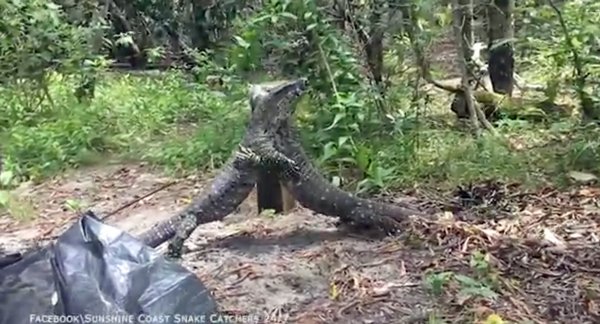 Lace Monitors