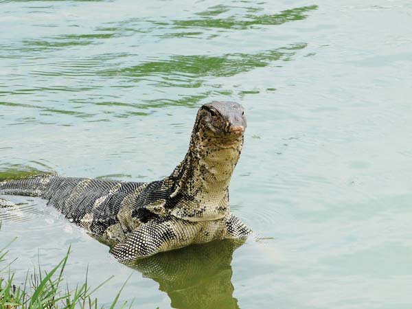 Asianwatermonitor5 600