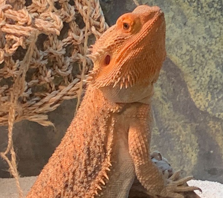 Sandy Bearded Dragon2
