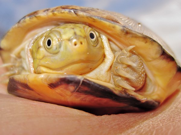 West Afircan Mud Turtle1