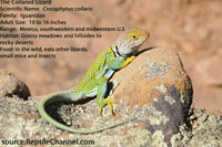 Collared Lizard200