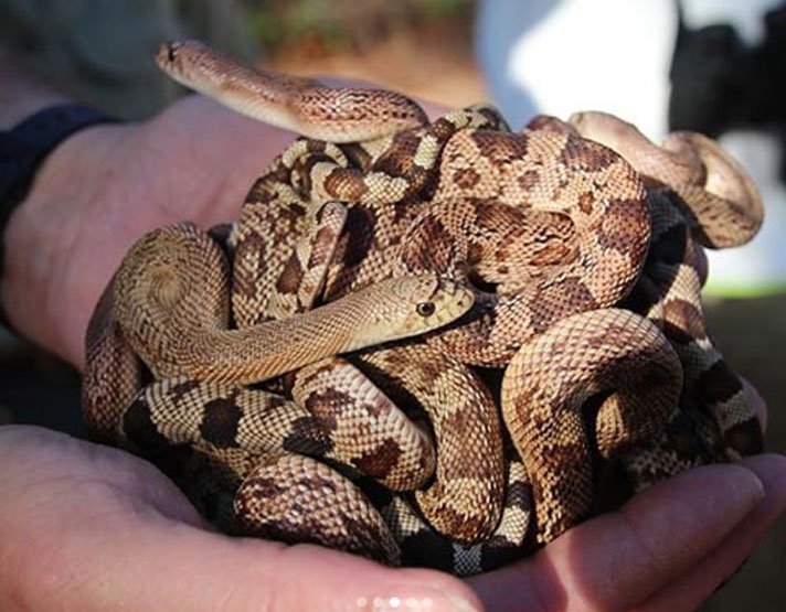 Florida Pine Snakes