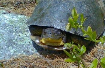 Blandingsturtlestudy350