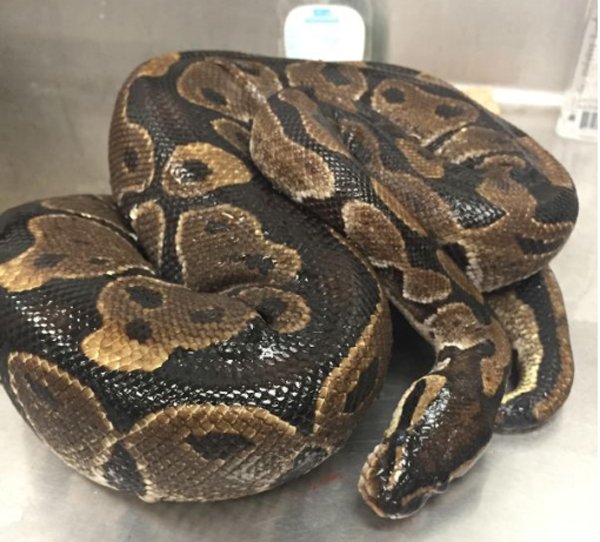 Ball Python Hawaii