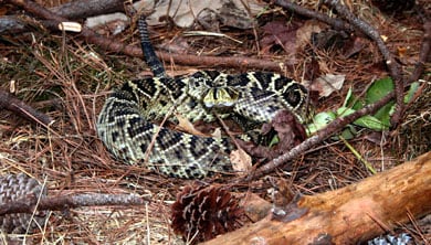 Crotalus Adamanteus390