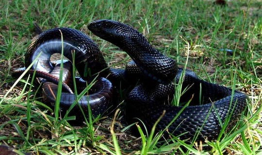 Black Ine Snake