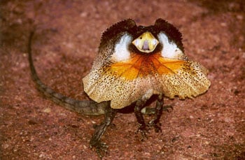 Chlamydosaurus Kingii350