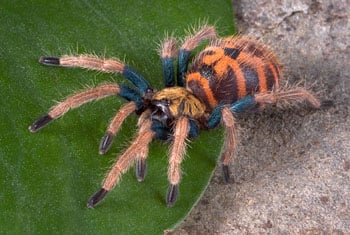 Tarantula